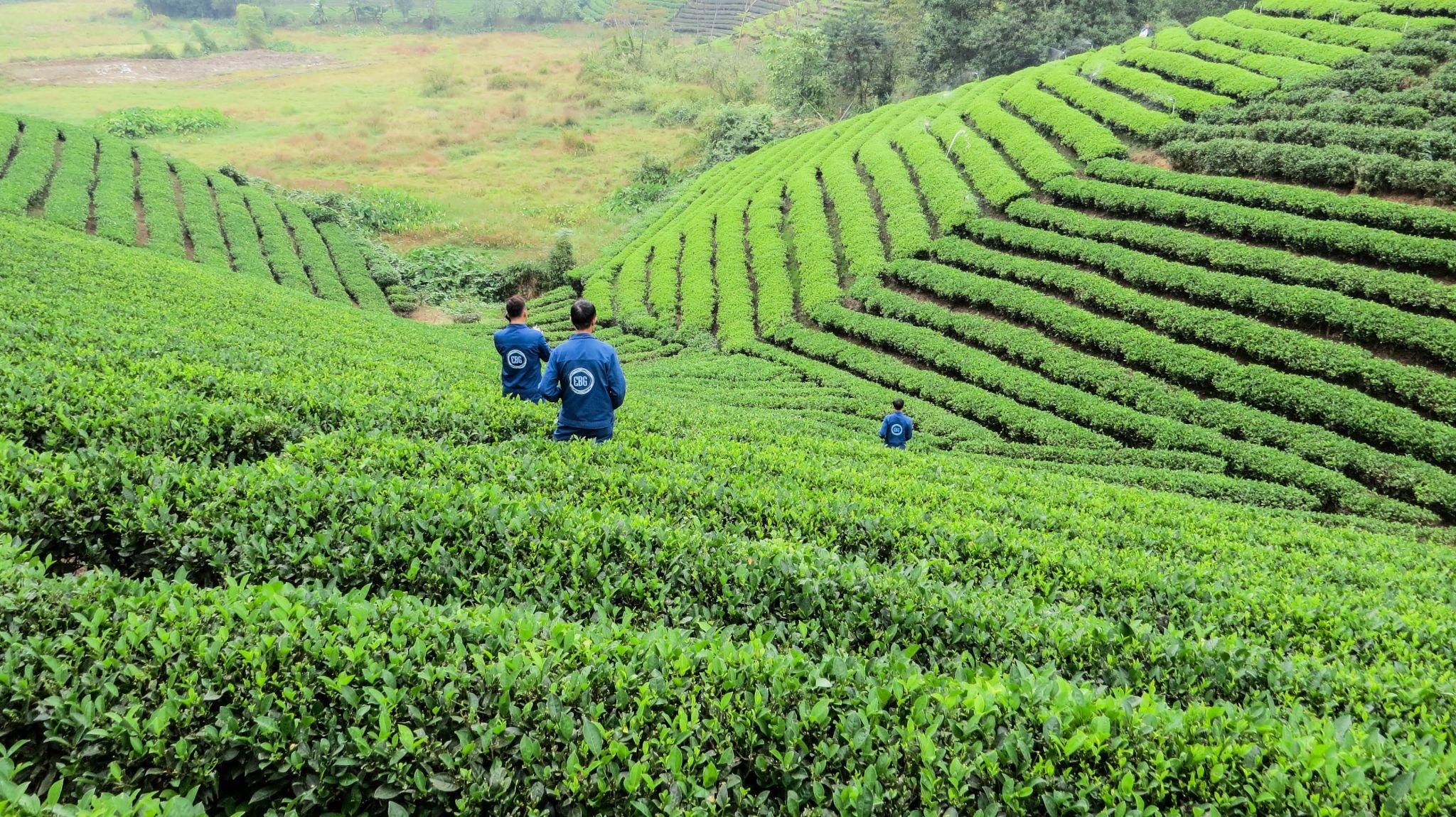 teafield in Vietnam