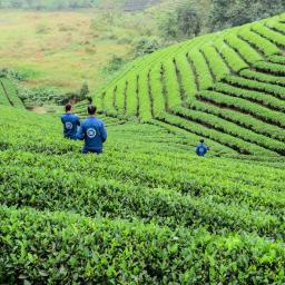 teafield in Vietnam